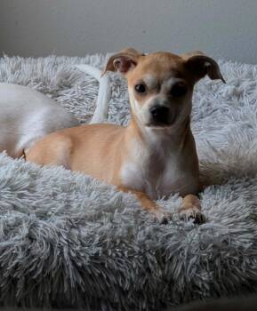 Ruthie -  Chihuahua Dog for Adoption in Winter Garden, Florida - Ruthie | PetCurious