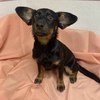 Mixed Breed Dogs Available for Adoption - Polly | PetCurious