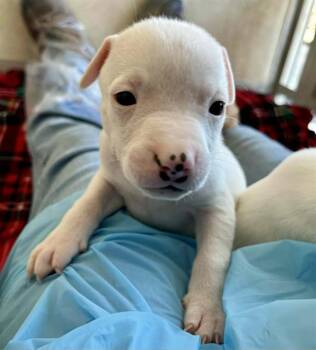 A375355 -  Pit Bull Terrier and Mixed Breed Dog for Adoption in Stockton, California - A375355 | PetCurious