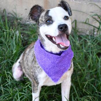 Moxie -  Pit Bull Terrier Dog for Adoption in Beaumont, Texas - Moxie | PetCurious