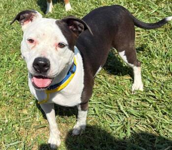 Rescue Pit Bull Terrier Dogs for Adoption in Washington Court House, Ohio - Keyla | PetCurious