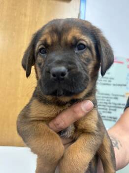 Rescue Hound and Pit Bull Terrier Dogs for Adoption in Hartsville, South Carolina - 25-2058 | PetCurious