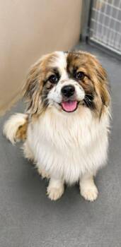 Pekingese and Pomeranian Dogs Available for Adoption in Coeur D