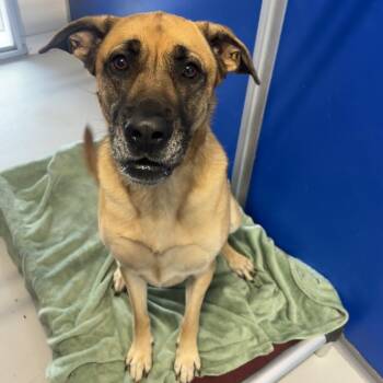 Mastiff and German Shepherd Dog Dogs Available for Adoption in Milan, Illinois - Lilo | PetCurious