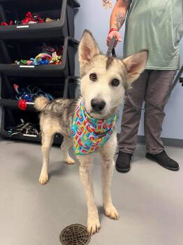 Velma -  Husky Dog for Adoption in Zanesville, Ohio - Velma | PetCurious