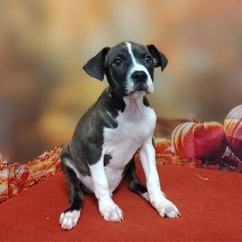 Cliff -  Pit Bull Terrier and Mixed Breed Dog for Adoption in Griswold, Connecticut - Cliff | PetCurious