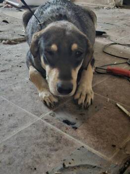 German Shepherd Dog Dogs Available for Adoption in San Antonio, Texas - MONITA | PetCurious