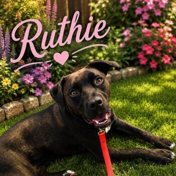 Ruthie -  Black Labrador Retriever Dog for Adoption in Paramus, New Jersey - Ruthie | PetCurious
