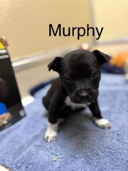 Rescue Australian Cattle Dog Blue Heeler and Pit Bull Terrier Dogs for Adoption in Pawleys Island, South Carolina - Murphy | PetCurious