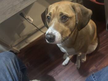 Mixed Breed Dogs Available for Adoption - Hennessy  | PetCurious