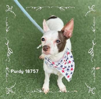 Chihuahua Dogs Available for Adoption in Marietta, Georgia - PURDY | PetCurious