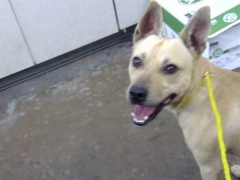 Rescue Mixed Breed Dogs for Adoption in Dallas, Texas - DAX | PetCurious