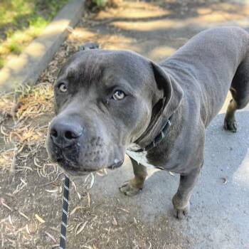 Pit Bull Terrier Dogs Available for Adoption in Oakland, California - Barry | PetCurious