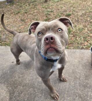 Mixed Breed Dogs Available for Adoption in Palmetto, Florida - GENIE | PetCurious