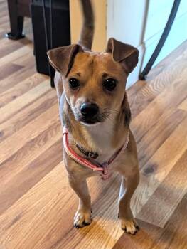Puggles -  Chihuahua Dog for Adoption in Worcester, Massachusetts - Puggles | PetCurious