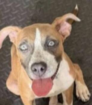 Sister -  Pit Bull Terrier and Boxer Dog for Adoption in Panama City, Florida - Sister | PetCurious