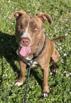 TYLER -  American Staffordshire Terrier and Labrador Retriever Dog for Adoption in Fort Lauderdale, Florida - TYLER | PetCurious