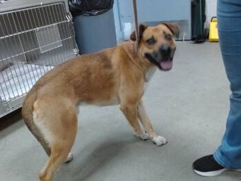 Pit Bull Terrier and Mixed Breed Dogs Available for Adoption in Salinas, California - WOOKIE | PetCurious