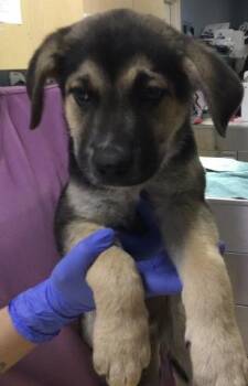 Pit Bull Terrier and German Shepherd Dog Dogs Available for Adoption in Riverside, California - A1918899 | PetCurious