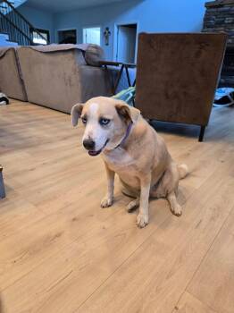 Dasiy -  Mixed Breed Dog for Adoption in Stratham, New Hampshire - Dasiy | PetCurious