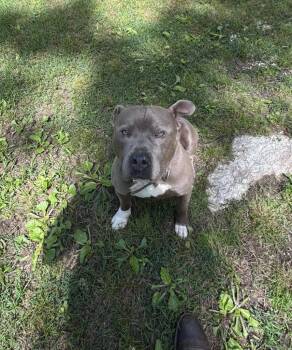Pit Bull Terrier Dogs Available for Adoption in Little Rock, Arkansas - Dallas | PetCurious