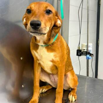Buttons -  Mixed Breed Dog for Adoption in New York, New York - Buttons | PetCurious
