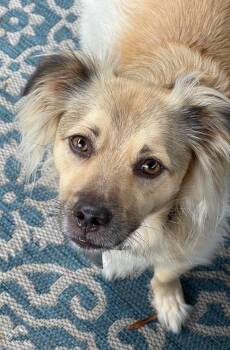 Bo -  Chihuahua and Pomeranian Dog for Adoption in Virginia Beach, Virginia - Bo | PetCurious