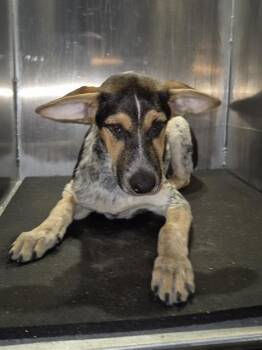 Dachshund Dogs Available for Adoption in San Antonio, Texas - FRANCIS LE CHIC | PetCurious