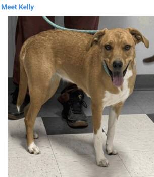 Kelly -  Labrador Retriever Dog for Adoption in Salt Lake City, Utah - Kelly | PetCurious