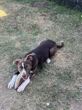 Mixed Breed Dogs Available for Adoption - Marybeth | PetCurious