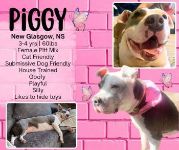 Piggy -  Pit Bull Terrier Dog for Adoption in Lumberton, Texas - Piggy | PetCurious