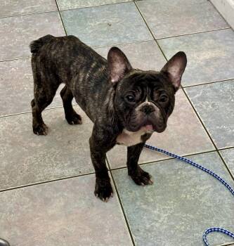 CUTE AS A BUG 10 months old -  French Bulldog Dog for Adoption in Northwood, Ohio - CUTE AS A BUG 10 Months Old | PetCurious