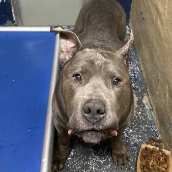 Rescue Pit Bull Terrier Dogs for Adoption in Newark, New Jersey - Beau | PetCurious