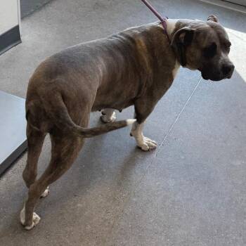 SHELBY -  Mixed Breed Dog for Adoption in Las Cruces, New Mexico - SHELBY | PetCurious