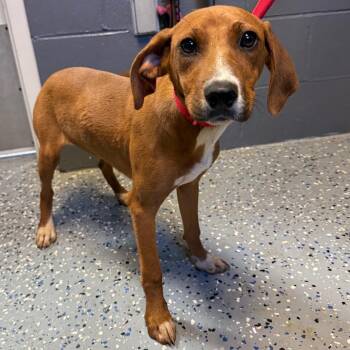 Hound Dogs Available for Adoption in Tuscaloosa, Alabama - TUSC-Stray-84219_2 | PetCurious
