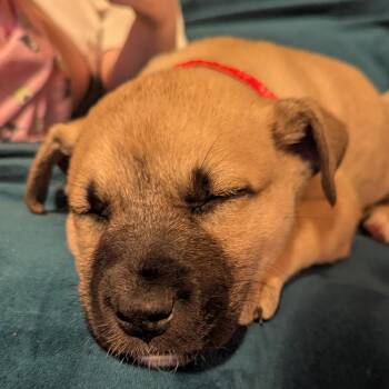 Mixed Breed Dogs Available for Adoption in Buffalo, Minnesota - Benjamin | PetCurious