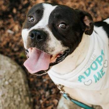 Baby -  Mixed Breed Dog for Adoption in Canal Winchester, Ohio - Baby | PetCurious