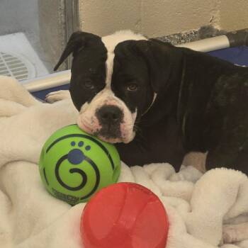Magpie -  Mixed Breed Dog for Adoption in Hendersonville, North Carolina - Magpie | PetCurious