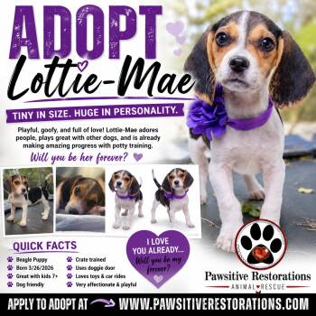 LOTTIE-MAE -  Beagle Dog for Adoption in Foxfield, Colorado - LOTTIE-MAE | PetCurious