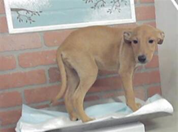 A2096208 -  German Shepherd Dog and Mixed Breed Dog for Adoption in Houston, Texas - A2096208 | PetCurious