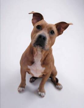 Terrier Dogs Available for Adoption in Umatilla, Florida - Jessie | PetCurious