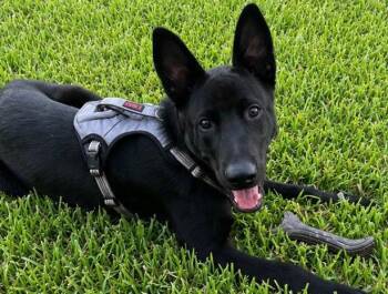 Nugget -  Shepherd Dog for Adoption in Harlingen, Texas - Nugget | PetCurious