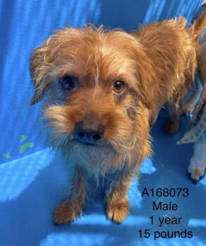Wasabi -  Terrier and Yorkshire Terrier Dog for Adoption in Calgary, Alberta - Wasabi | PetCurious