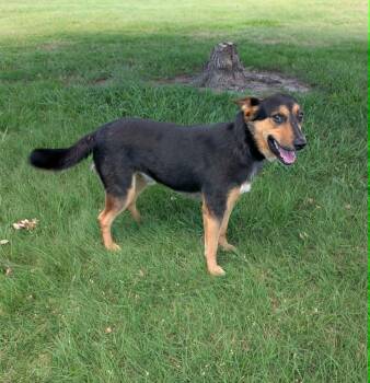 Brisbane -  Australian Kelpie Dog for Adoption in Cleburne, Texas - Brisbane | PetCurious