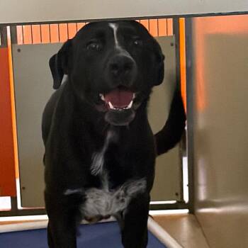 Taranis -  Mixed Breed Dog for Adoption in Philadelphia, Pennsylvania - Taranis | PetCurious