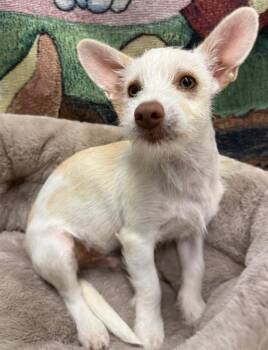 Bellamy -  Mixed Breed Dog for Adoption in Thousand Oaks, California - Bellamy | PetCurious
