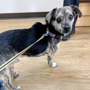 Feisty -  Chihuahua and Feist Dog for Adoption in Lyndhurst, Virginia - Feisty | PetCurious