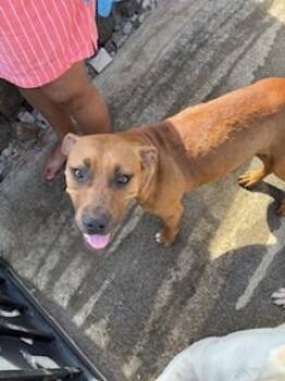 Pit Bull Terrier and Mixed Breed Dogs Available for Adoption - Ova | PetCurious