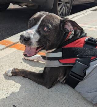 Storm Munroe -  American Bulldog Dog for Adoption in New York, New York - Storm Munroe | PetCurious