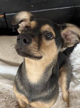 Rescue Rat Terrier and Chiweenie Dogs for Adoption in Shorewood, Illinois - Lynch | PetCurious